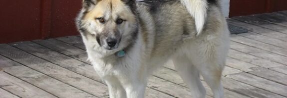Grönland Köpekleri Eski DNA'larını 800 Yıldır Değişmeden Koruyor