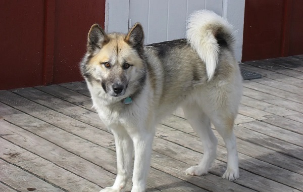 Grönland Köpekleri Eski DNA'larını 800 Yıldır Değişmeden Koruyor