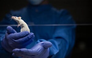 Scientists Gave Mice A Human "Language Gene" And Something Curious Unfolded