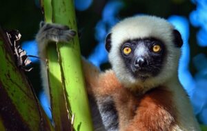 Lemurlar Sağlıklı Yaşlanma Hakkında Şaşırtıcı İpuçları Ortaya Koyuyor