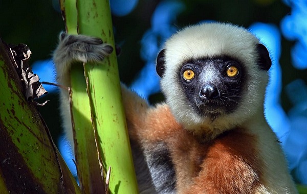 Lemurlar Sağlıklı Yaşlanma Hakkında Şaşırtıcı İpuçları Ortaya Koyuyor
