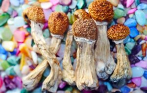 Sihirli Mantar Psilosibinin Yaşlanmayı Geciktirdiği ve Ömrü Uzattığı Kanıtlandı