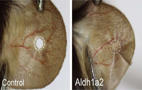 Switching on a silent gene revives tissue regeneration in mice