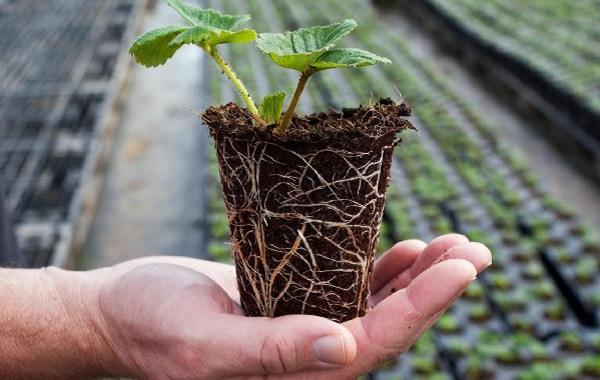 Bitki Kökleri Kuraklıkla Mücadele İçin Kendini Yeniden Yapılandırıyor