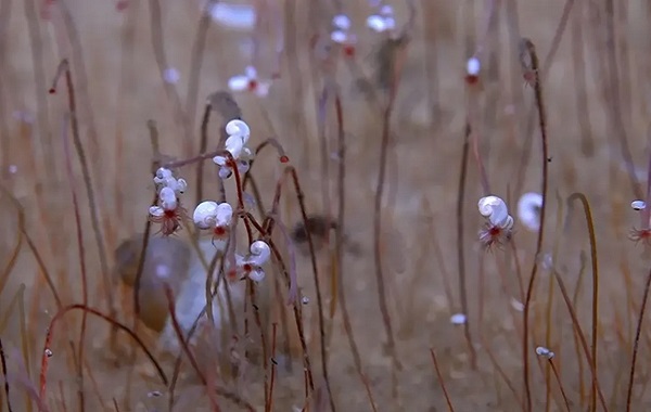 At A Depth of More Than 9 Km In The Pacific Ocean Found A Flowering Ecosystem