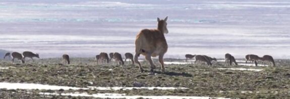 China unveils bionic antelope robot to observe endangered Tibetan species