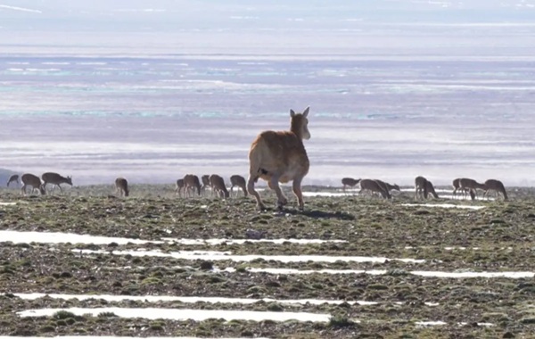 China unveils bionic antelope robot to observe endangered Tibetan species