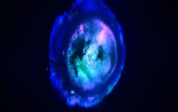 This Amazing Blob Is Stunningly Similar to The Human Brain