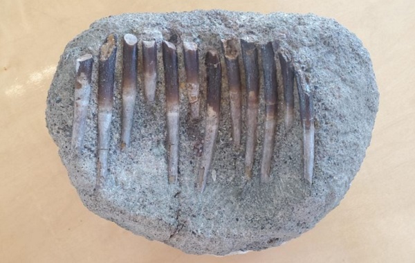 Ancient Tooth Enamel Shows That Giant Jurassic Dinosaurs Were Picky Eaters