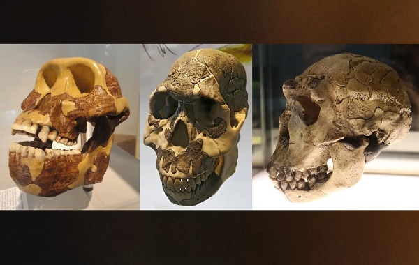 Eski İnsanlar Çiğnemeyi Öğrenene Kadar 700.000 Yıl Boyunca Tahıl Yuttular