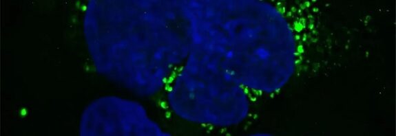 Bilim İnsanları Genomumuzda Gizlenen Mikroproteinler Buldu