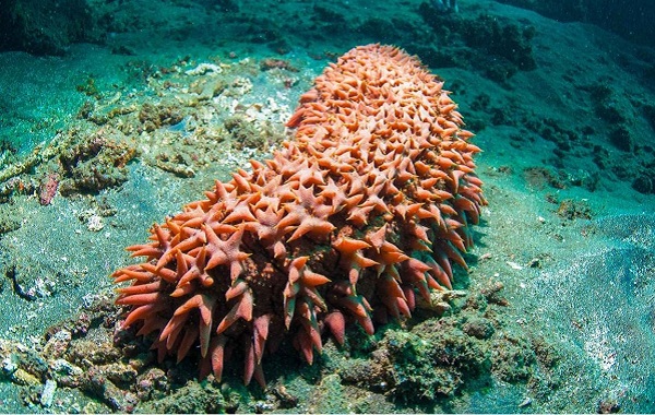 E Vitamini Deniz Hıyarlarını Yok Olmaktan Kurtarabilir