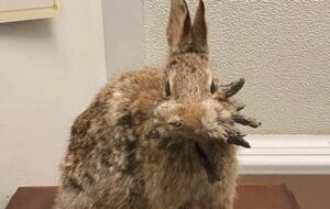 Colorado Rabbits with Tentacles Growing Out Their Faces
