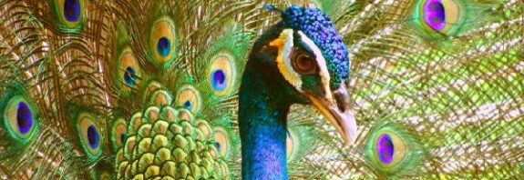 Tavus Kuşu Kuyruklarında Doğal Lazerler Bulundu