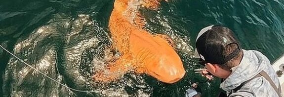 Beyaz Gözlü Nadir Görülen Turuncu Köpek Balığı Görüldü
