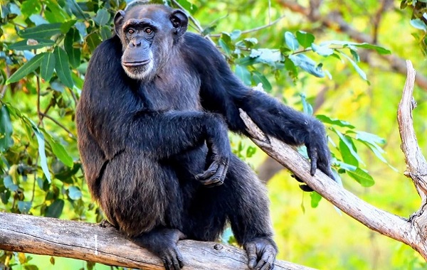 Walking Upright May Have Started In The Trees, Not On Land