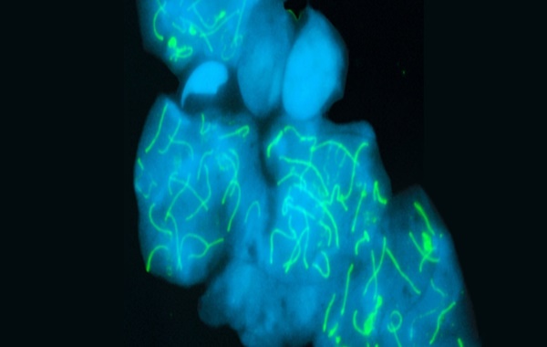 Hayvanlar Dünyasında Rekor