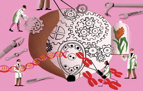 Sexless seeds: how self-cloning crops could soon transform our food