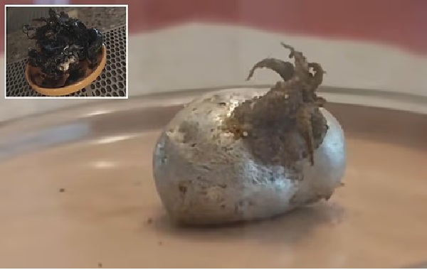 Mysterious tentacles emerging from a 'meteorite' spark frenzied reaction: 'An Alien growing'