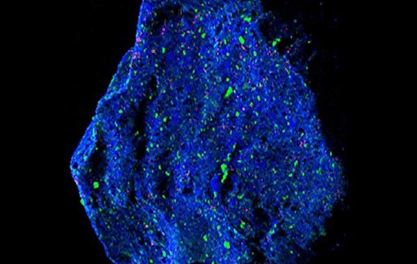 Asteroid Fragment Reveals a Strange Mineral Never Seen on Earth