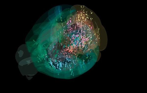 In a first, scientists map complete brain activity during decision-making
