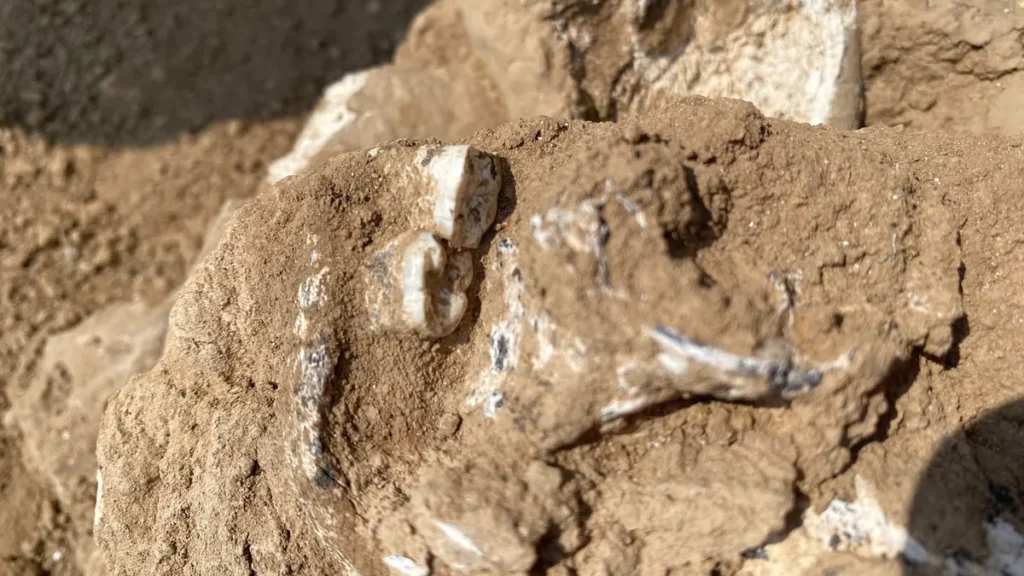 Did Humans Leave Africa Earlier Than We Thought? 1.8 Million-Year-Old Jawbone Found in Georgia