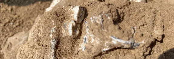 Did Humans Leave Africa Earlier Than We Thought? 1.8 Million-Year-Old Jawbone Found in Georgia