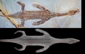 Derisi Korunmuş Halde 240 Milyon Yıllık Bir Lariosaurus Keşfedildi