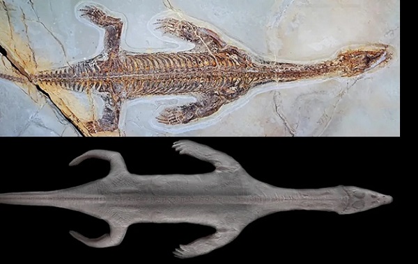 Derisi Korunmuş Halde 240 Milyon Yıllık Bir Lariosaurus Keşfedildi