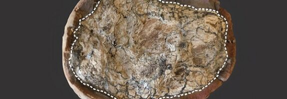 Dışkı Fosilleri, Moleküllerin Milyonlarca Yıl Nasıl Hayatta Kaldığını Gösteriyor