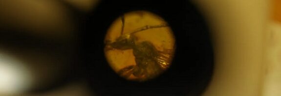 34 Milyon Yıllık Antik Kehribarda Yeni Bir 'Kör' Karınca Türü Keşfedildi