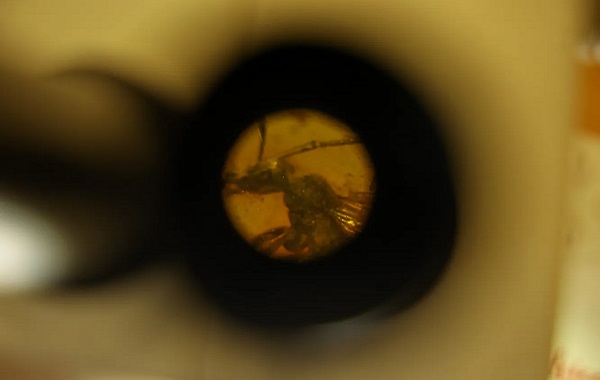 34 Milyon Yıllık Antik Kehribarda Yeni Bir 'Kör' Karınca Türü Keşfedildi