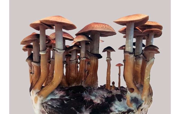 Different types of magic mushrooms use unique biochemical paths to produce the same active compound