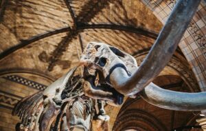 1.1 Milyon Yıllık Mamut Kalıntılarından Mikrobiyal DNA Çıkarıldı