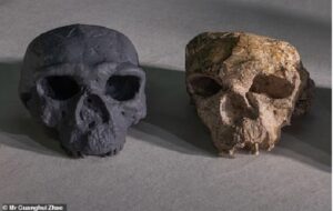 Humans just got even OLDER: Ancient skull pushes back our origins by 400,000 years - making Homo sapiens more than one million years old