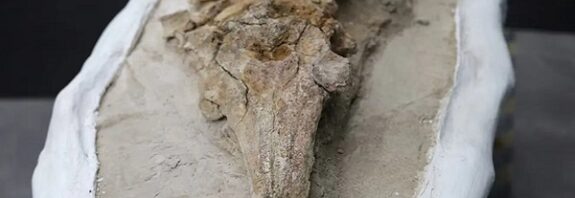 Peru Çölünde 10 Milyon Yıllık Yunus Benzeri Fosil Bulundu