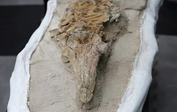 Peru Çölünde 10 Milyon Yıllık Yunus Benzeri Fosil Bulundu