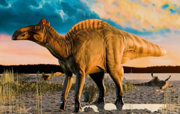 66 million-year-old duck-billed dinosaur ‘mummies’ reveal first-ever full-body view