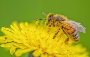 Bal Arısı Poleninde