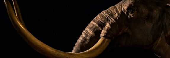 Antik Bir Mamut Dişinde En Eski Bakteri DNA'sı Keşfedildi