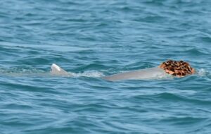 Avustralyalı Yunuslar Dişileri Etkilemek İçin Sünger 'Peruk' Takıyor
