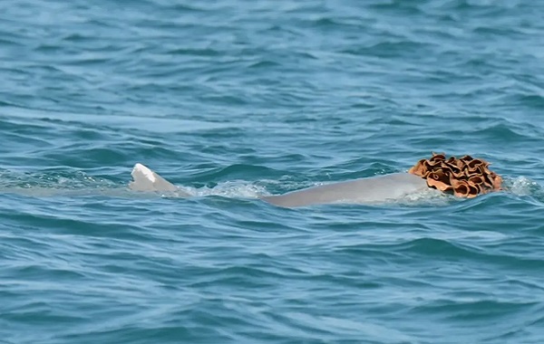 Avustralyalı Yunuslar Dişileri Etkilemek İçin Sünger 'Peruk' Takıyor