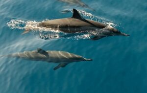 Yunuslar da Alzheimer Hastalığına Yakalanabiliyor