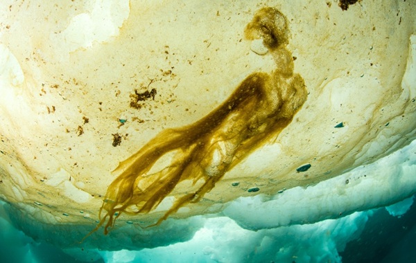 'Impossible' Life Found Beneath Arctic Ice Could Alter Climate Models