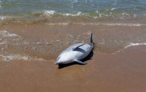 Atlantic dolphins are dying much younger. Scientists sound the alarm