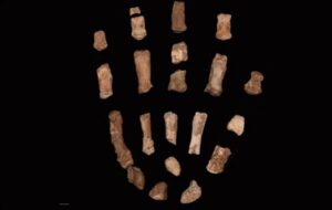 İlk Homininler İnsan Benzeri Bir Çevikliğe ve Gorilin Kavrayışına Sahipti