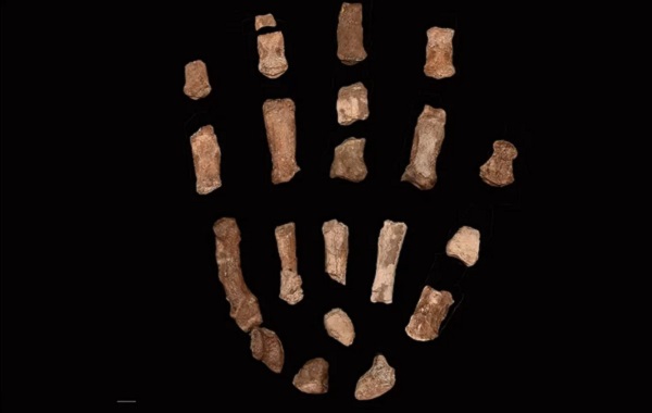 İlk Homininler İnsan Benzeri Bir Çevikliğe ve Gorilin Kavrayışına Sahipti