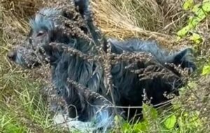 Çernobil Yasak Bölgesinde Mavi Köpekler Ortaya Çıktı