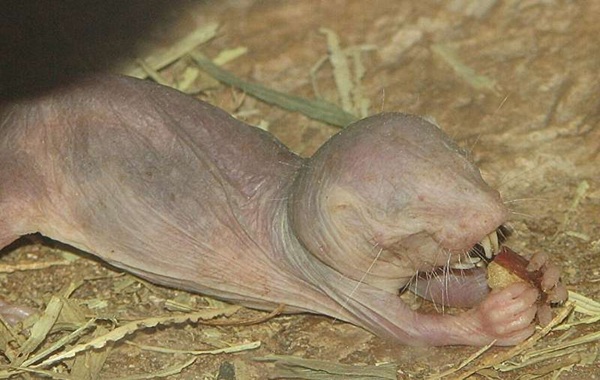 DNA repair mechanisms help explain why naked mole-rats live a long life