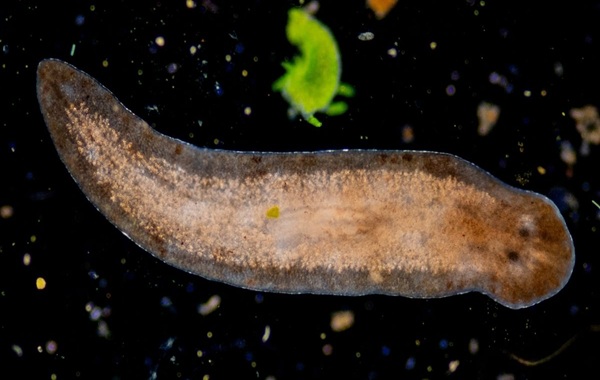The Stem Cell Secrets of This Tiny Worm Could Help Unlock Human Regeneration
